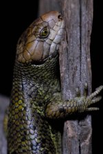 DSC_0077.jpg