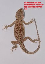 2_Male_Italian_Red_Leatherback_x_Cawley_Red_Sandfire_Dunner_350.jpg