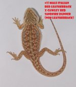 3_Male_Italian_Red_Leatherback_x_Cawley_Red_Sandfire_Dunner_non_Leatherback_300.jpg