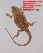 4_Female_Italian_Red_Leatherback_x_Cawley_Red_Sandfire_Dunner_non_Leatherback_350.jpg