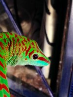 Male (2).jpg