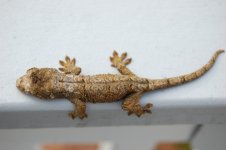 DSC_0123.jpg