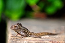 brown anole1.jpg brown anole1.jpg