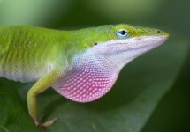 green-anole.jpg green-anole.jpg