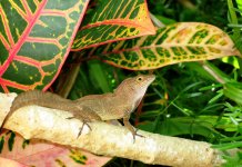 pr crested anole.jpg pr crested anole.jpg