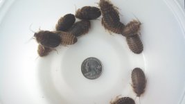 Largenymph.jpg