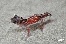 vertebralis male 4 for sale.jpg