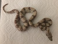 Ghost Female het 7 2.JPG