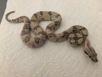 Ghost Female het 7 3.JPG
