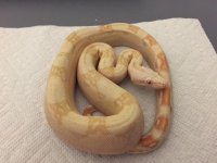 Albino Female 66% het Anery 2 4.JPG