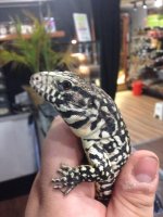 tegu.jpg