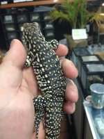 tegu1.jpg
