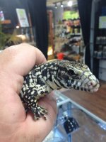tegu2.jpg