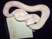 male snowglow g1.jpg