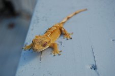 DSC_0083.jpg