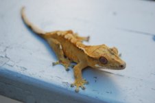 DSC_0081.jpg
