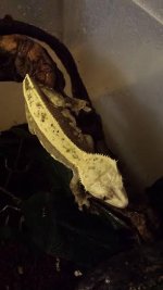 delilah3.jpg
