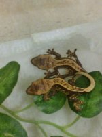hatchlings.jpg