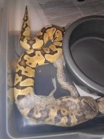Enchi 029.jpg