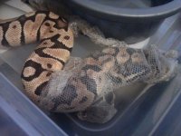 Enchi 028.jpg