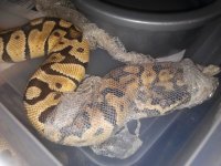 Enchi 027.jpg