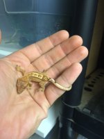 Gecko 2.JPG