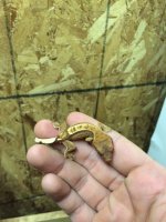 gecko2.JPG