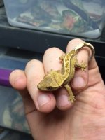 gecko 3.JPG