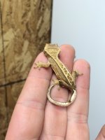 gecko3.JPG