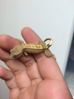 gecko  4.JPG