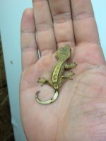 gecko4.JPG