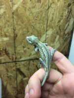 gargoyle 2.JPG