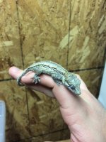 gargoyle2.JPG