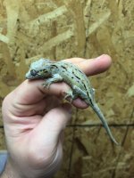 gargoyle1.JPG