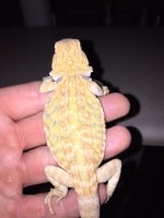 Hypo Leather back female.JPG