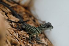 DSC_0140.jpg