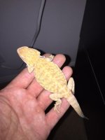 Hypo Leather back female 3.JPG