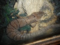 DSCN0528.jpg