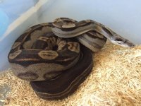 Motley Female het Albino 3.JPG