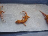 DSC03174.jpg