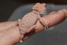 hypo_amyae_04_16_2015_2.jpg