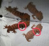 hypo_amyae_comparisson.jpg