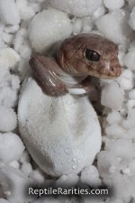 amyaegecko2014.jpg