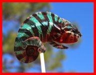 Panther chameleon Incin.jpg Panther chameleon Incin.jpg