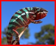 Panther chameleon Incin1.jpg Panther chameleon Incin1.jpg
