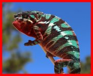 Panther chameleon Incin2.jpg Panther chameleon Incin2.jpg