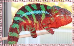 PantherchameleonIncinerator.jpg.jpg PantherchameleonIncinerator.jpg.jpg