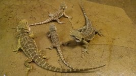 Mellow Babies 1.jpg