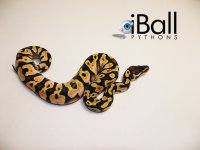 Pastel_Calico_M1_89grams.jpg
