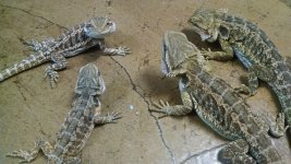 Mellow Babies 2.jpg